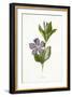 Plants, Vinca Major-F Edward Hulme-Framed Art Print