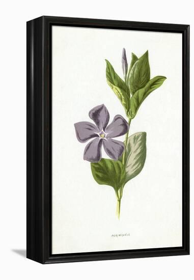 Plants, Vinca Major-F Edward Hulme-Framed Stretched Canvas