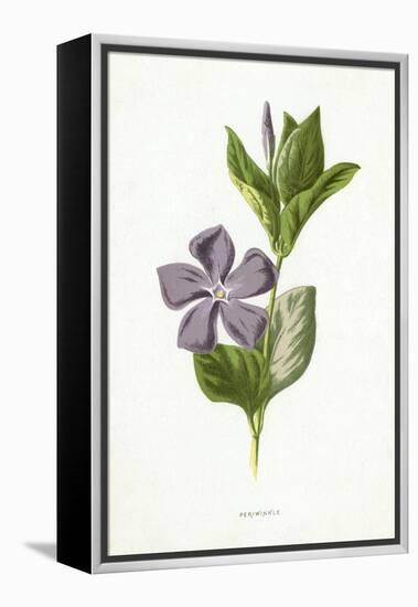 Plants, Vinca Major-F Edward Hulme-Framed Stretched Canvas