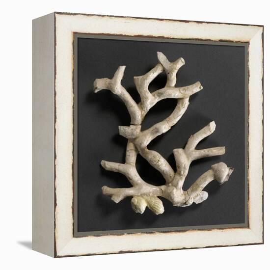 Plaque ajourée : branche de corail blanc et coquillages jaunes-Bernard Palissy-Framed Premier Image Canvas