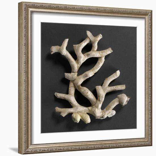 Plaque ajourée : branche de corail blanc et coquillages jaunes-Bernard Palissy-Framed Giclee Print