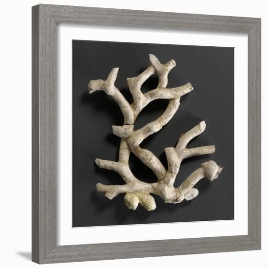 Plaque ajourée : branche de corail blanc et coquillages jaunes-Bernard Palissy-Framed Giclee Print