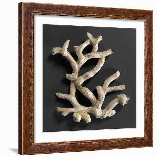 Plaque ajourée : branche de corail blanc et coquillages jaunes-Bernard Palissy-Framed Giclee Print