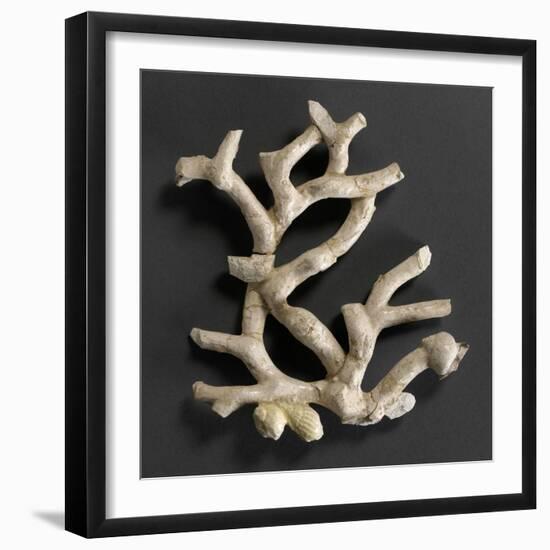 Plaque ajourée : branche de corail blanc et coquillages jaunes-Bernard Palissy-Framed Giclee Print