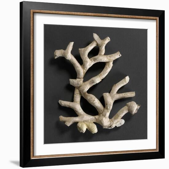 Plaque ajourée : branche de corail blanc et coquillages jaunes-Bernard Palissy-Framed Giclee Print