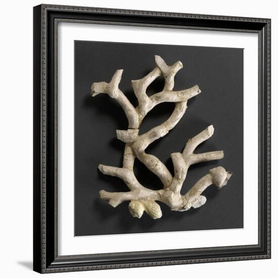 Plaque ajourée : branche de corail blanc et coquillages jaunes-Bernard Palissy-Framed Giclee Print