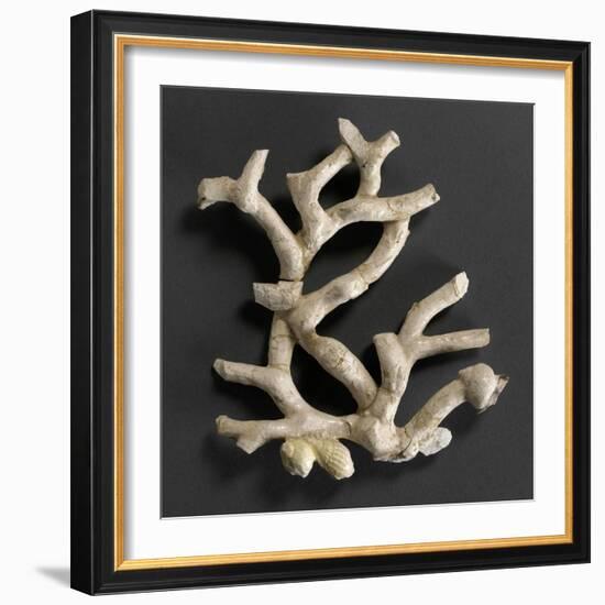 Plaque ajourée : branche de corail blanc et coquillages jaunes-Bernard Palissy-Framed Giclee Print