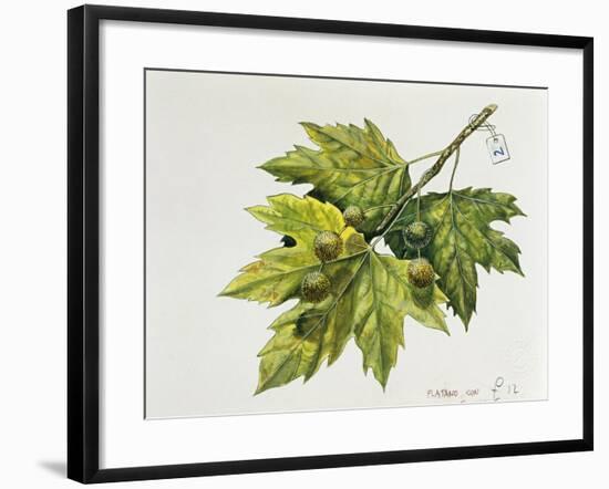 Platanaceae, Leaves and Fruits of Planes Platanus-null-Framed Giclee Print