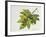 Platanaceae, Leaves and Fruits of Planes Platanus-null-Framed Giclee Print