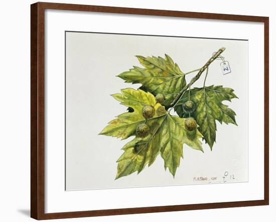 Platanaceae, Leaves and Fruits of Planes Platanus-null-Framed Giclee Print