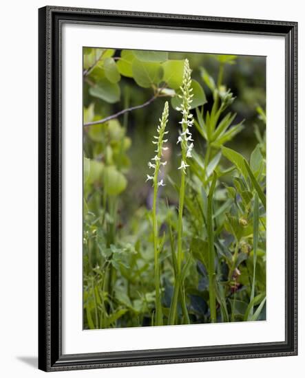 Platanthera Leucostachys Orchids-Bob Gibbons-Framed Photographic Print