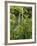 Platanthera Leucostachys Orchids-Bob Gibbons-Framed Photographic Print