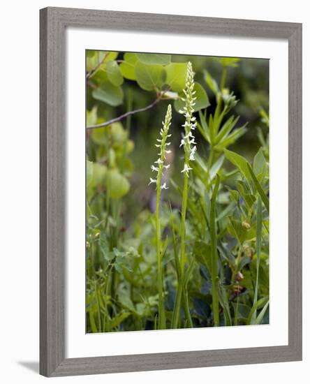 Platanthera Leucostachys Orchids-Bob Gibbons-Framed Photographic Print