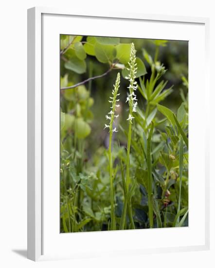 Platanthera Leucostachys Orchids-Bob Gibbons-Framed Photographic Print