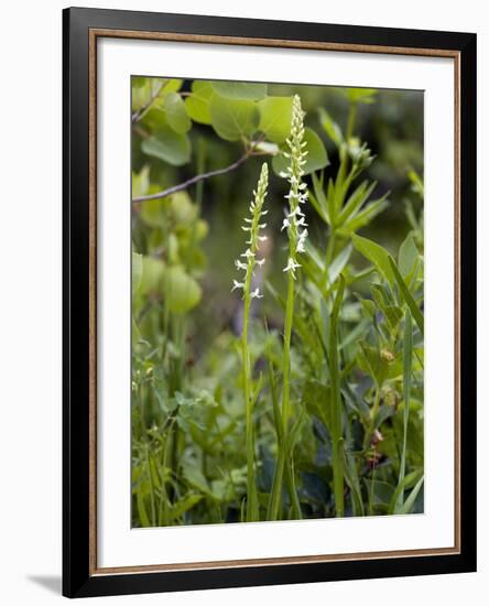 Platanthera Leucostachys Orchids-Bob Gibbons-Framed Photographic Print