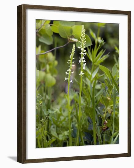 Platanthera Leucostachys Orchids-Bob Gibbons-Framed Photographic Print