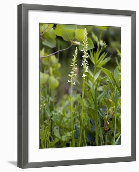 Platanthera Leucostachys Orchids-Bob Gibbons-Framed Photographic Print