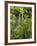 Platanthera Leucostachys Orchids-Bob Gibbons-Framed Photographic Print