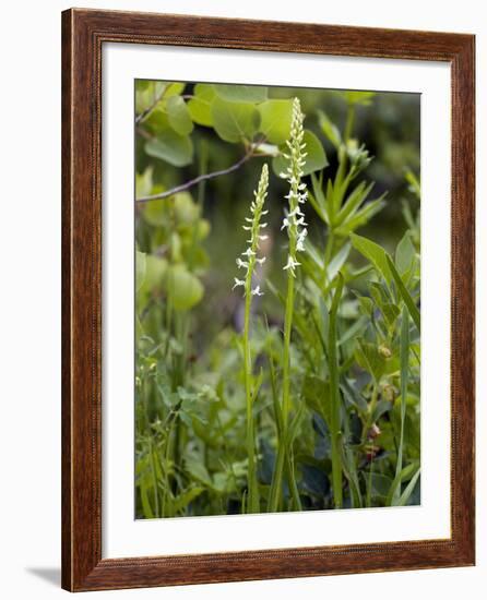 Platanthera Leucostachys Orchids-Bob Gibbons-Framed Photographic Print