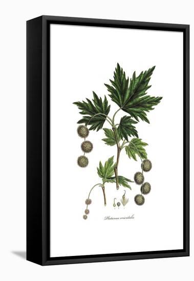 Platanus Orientalis, Flora Graeca-Ferdinand Bauer-Framed Premier Image Canvas