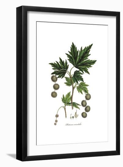 Platanus Orientalis, Flora Graeca-Ferdinand Bauer-Framed Giclee Print