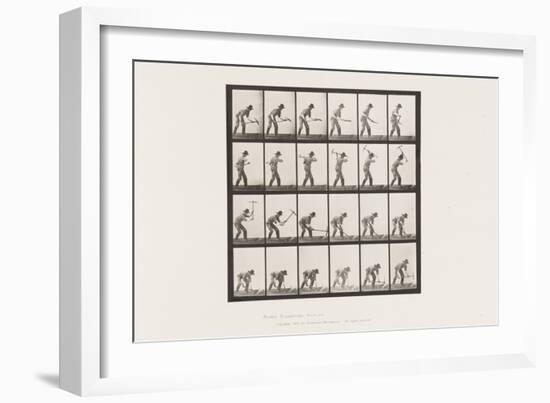Plate 386. Miner Using a Pick, 1885 (Collotype on Paper)-Eadweard Muybridge-Framed Giclee Print