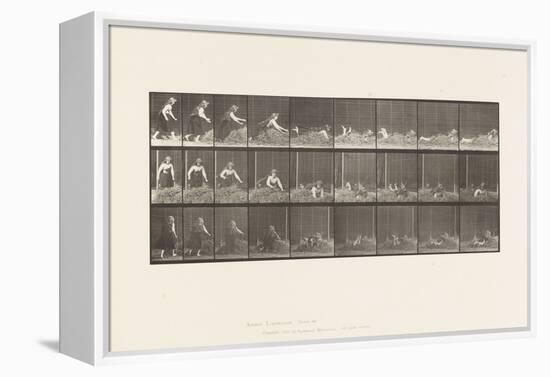 Plate 455. Throwing Self on Heap of Hay, 1885 (Collotype on Paper)-Eadweard Muybridge-Framed Premier Image Canvas