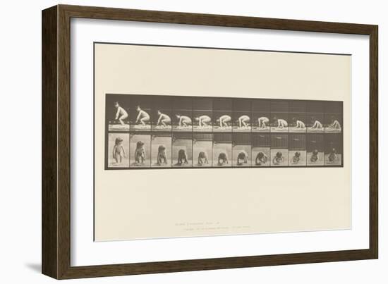 Plate 479. Child, Getting up from the Ground, 1885 (Collotype on Paper)-Eadweard Muybridge-Framed Giclee Print