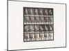 Plate 49. Walking and Turning around Rapidly, 1885 (Collotype on Paper)-Eadweard Muybridge-Mounted Giclee Print