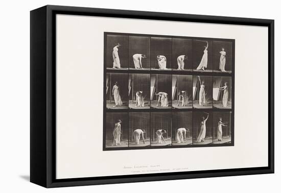 Plate 503. Miscellaneous - Stooping, Etc, 1885 (Collotype on Paper)-Eadweard Muybridge-Framed Premier Image Canvas