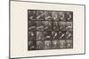 Plate 535. Movement of the Hand; Beating Time, 1885 (Collotype on Paper)-Eadweard Muybridge-Mounted Giclee Print