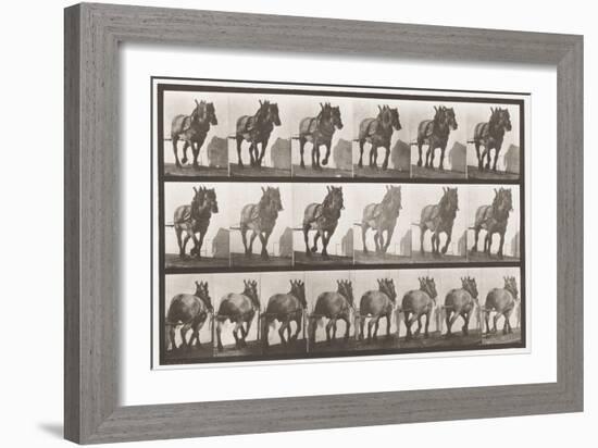 Plate 566.Hauling;Dark-Gray Belgian Horse Dusel, 1885 (Collotype on Paper)-Eadweard Muybridge-Framed Giclee Print