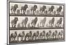 Plate 566.Hauling;Dark-Gray Belgian Horse Dusel, 1885 (Collotype on Paper)-Eadweard Muybridge-Mounted Giclee Print