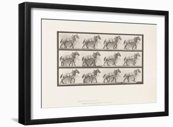 Plate 567. Hauling;Dark-Gray Belgian Horse Billy, 1885 (Collotype on Paper)-Eadweard Muybridge-Framed Giclee Print