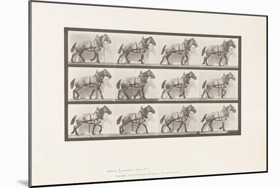 Plate 567. Hauling;Dark-Gray Belgian Horse Billy, 1885 (Collotype on Paper)-Eadweard Muybridge-Mounted Giclee Print