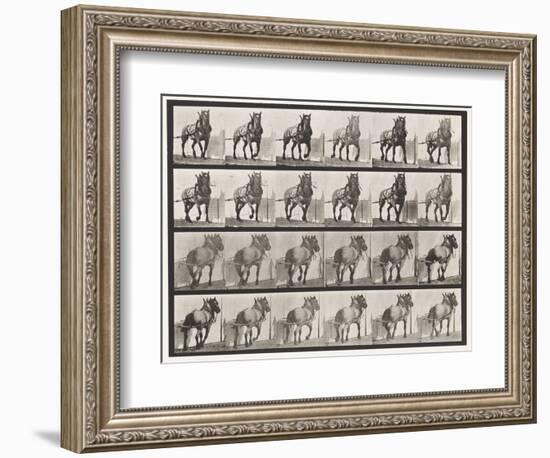 Plate 568. Hauling;Dark-Gray Belgian Horse Billy, 1885 (Collotype on Paper)-Eadweard Muybridge-Framed Giclee Print