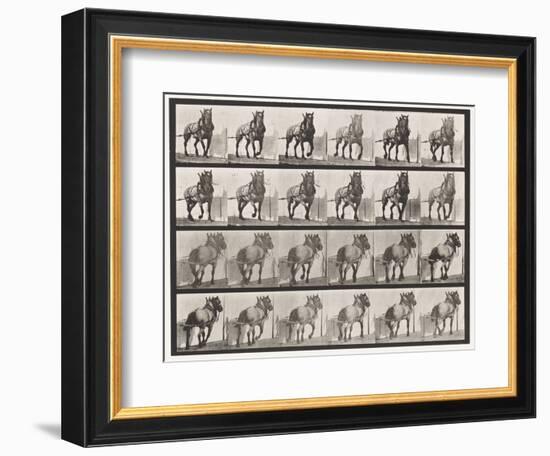 Plate 568. Hauling;Dark-Gray Belgian Horse Billy, 1885 (Collotype on Paper)-Eadweard Muybridge-Framed Giclee Print