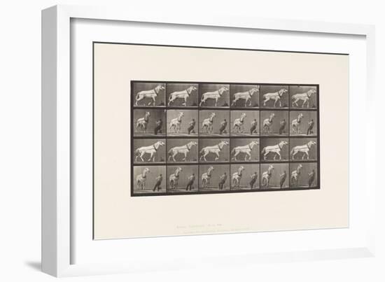 Plate 573. Hauling; Man Pulling at Head; Light-Gray Mare, 1885 (Collotype on Paper)-Eadweard Muybridge-Framed Giclee Print