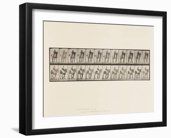 Plate 578.Walking; Bare Back; Dark-Gray Belgian Horse Dusel, 1885 (Collotype on Paper)-Eadweard Muybridge-Framed Giclee Print