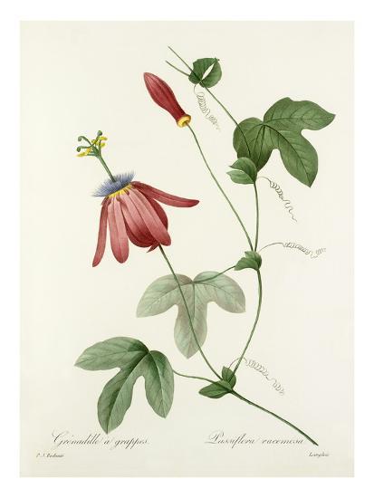 Plate 57 Giclee Print by Pierre-Joseph Redouté | Art.com