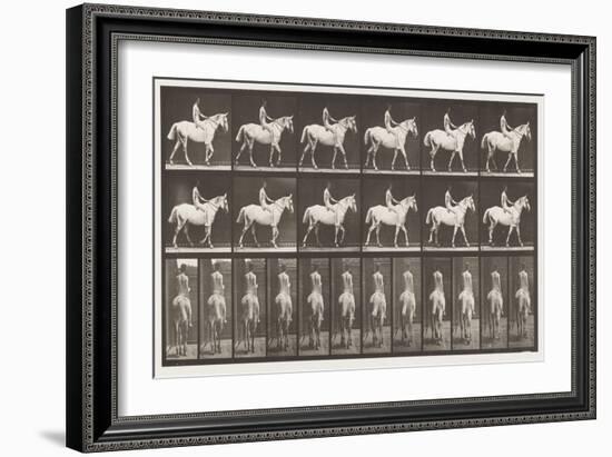 Plate 581. Walking; Bareback; Rider,43, Nude; Light-Gray Horse Smith, 1885 (Collotype on Paper)-Eadweard Muybridge-Framed Giclee Print