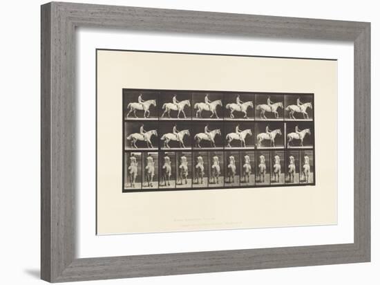 Plate 582. Walking;Saddle; Rider, 43, Nude; Light-Gray Horse Smith, 1885 (Collotype on Paper)-Eadweard Muybridge-Framed Giclee Print