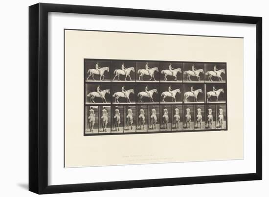 Plate 582. Walking;Saddle; Rider, 43, Nude; Light-Gray Horse Smith, 1885 (Collotype on Paper)-Eadweard Muybridge-Framed Giclee Print