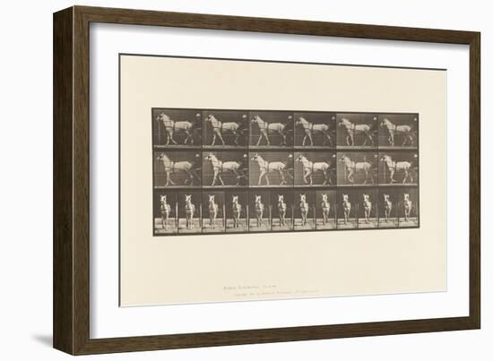 Plate 586.Walking; Sulky; Light Gray Mare, Katydid, 1885 (Collotype on Paper)-Eadweard Muybridge-Framed Giclee Print