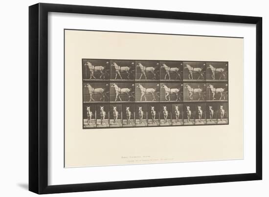 Plate 586.Walking; Sulky; Light Gray Mare, Katydid, 1885 (Collotype on Paper)-Eadweard Muybridge-Framed Giclee Print