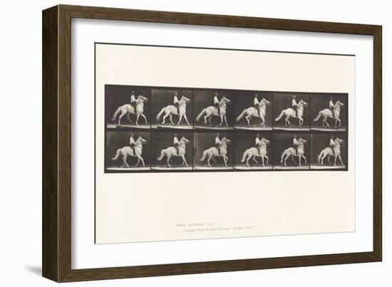 Plate 589. Ambling (Single Foot); Bareback; White Horse Clinton, 1885 (Collotype on Paper)-Eadweard Muybridge-Framed Giclee Print