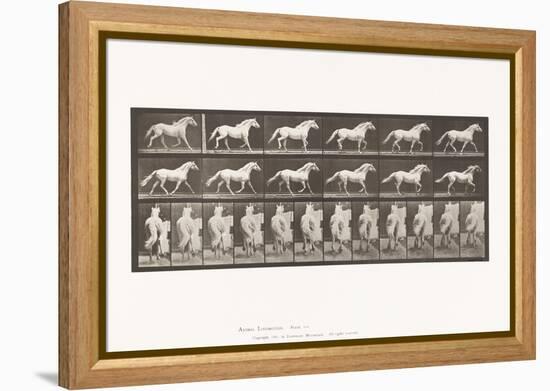 Plate 596. Trotting; Free; Light-Gray Horse Eagle, 1885 (Collotype on Paper)-Eadweard Muybridge-Framed Premier Image Canvas