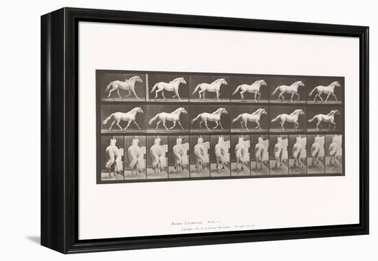 Plate 596. Trotting; Free; Light-Gray Horse Eagle, 1885 (Collotype on Paper)-Eadweard Muybridge-Framed Premier Image Canvas