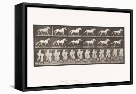 Plate 596. Trotting; Free; Light-Gray Horse Eagle, 1885 (Collotype on Paper)-Eadweard Muybridge-Framed Premier Image Canvas