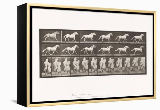 Plate 596. Trotting; Free; Light-Gray Horse Eagle, 1885 (Collotype on Paper)-Eadweard Muybridge-Framed Premier Image Canvas